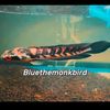 buethemonkbird/FISH