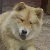 tia.lio