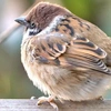 wintersparrow2