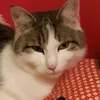 lillycaotic333