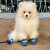 gucci_thepomeranian8