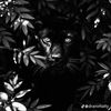 king_200_80