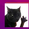 dabloon_cat_named_bob