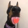b00mb00msh0