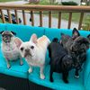 Two Pugs a Frug & a Frenchie
