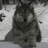 wolfganggrimmer09