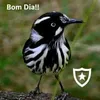 dantasdantas222