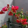 jiselia_2025