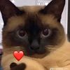 davidevangelista328