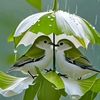 danang_susanto2