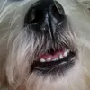 mulaibesok