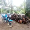 dian.709