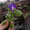 tabassum_shornaa