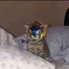 ipan_predator