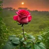 www.tiktok.comakim2546