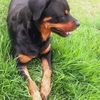 rottweilers7