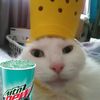 bajablastedcat