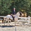 equine_allie2005