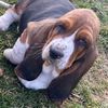 elvispatrickbassethound