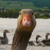 ben.the.goose.123