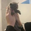 nala21ka