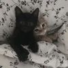 pbmeannie