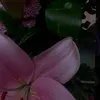 s.nadorxz