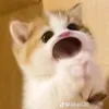 skibidiblabla0