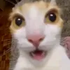 neeymaraa