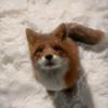 foxid55