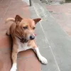 _dulcie_1