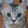 fennyalmeera