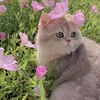 Farah🌷