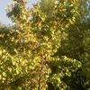 _ganiev_78