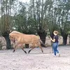 simoneanimaltraining