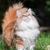 1_.catz._1