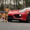 racecardog