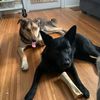 remmy_and_honey