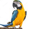 abdallh623_