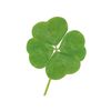 mycloverone_