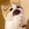 tmonak_56