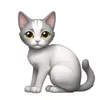 straycat.3