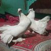 amena04123