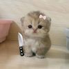 sya_jhi0