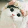 pettime_pro