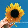 saw.hay.thar4
