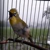 monty_7374