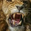 lion_1981