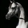 yasmine_qa