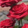 manalalshareef71